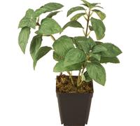 Basilic artificiel Déco en pot 22cm Vert Herbes aromatiques