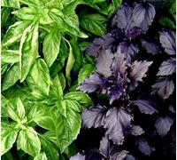 Basilic en melange - 3-4 variétés