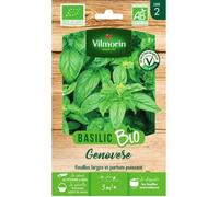 Basilic Genovese - BIO