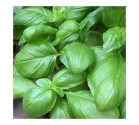 Basilic grand vert 100 graines