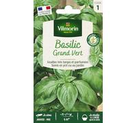 Vilmorin Sachet de graines Basilic Grand Vert