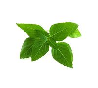 Basilic thaï / 3-pack - Capsules de basilic asiatique pour jardin d'intérieur intelligent