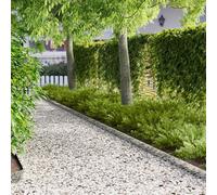 Basinlix Lot de 20 bordures de pelouse - 103 x 10 cm - En acier argenté - Résistant aux intempéries - Pour bordure de parterre et bordure de pelouse - Avec profil de bordure flexible pour l'ordre et