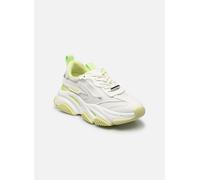 Baskets Steve Madden POSSESSION pour Femme 41 Vert