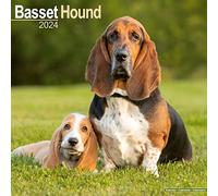 Basset Hound Calendar 2024 Square Dog Breed Wall Calendar - 16 Month