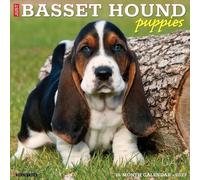 Basset Hound Puppies 2027 Wall