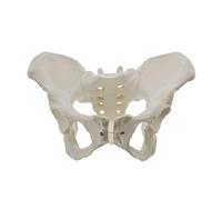 Bassin féminin taille réelle, hanche - anatomie féminine, os pelvien féminin anatomique