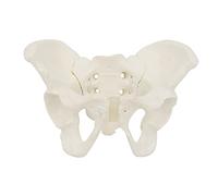 Bassin osseux de la hanche Modèle anatomique pour la science Sage-femme Taille Modèle pelvien féminin Anatomie flexible Modèle de bassin féminin