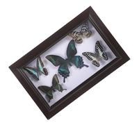 BATHVEVE Cadre Mural en Bois Robuste avec Spécimen D’insecte A7, Couvercle Transparent Protecteur, Décoration Murale Artisanale pour Bureau et Maison, Accessoire Photo Fait Main, Décor
