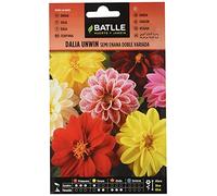 Batlle Dahlia Unwin
