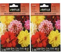 Batlle Dahlia Unwin (Lot de 2)
