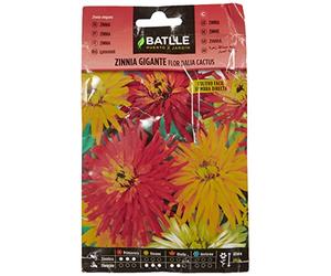 Batlle Géant Zinnia Dahlia Cactus Fleur Variée