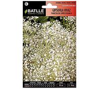 Batlle GYPSOPHILE Vivace PANICULEE, Blanc