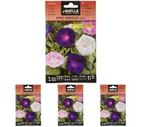 Batlle IPOMEE - Merveille VARIEE (Lot de 4)