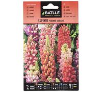 Batlle Lupinus Vivace Mélange