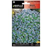 Batlle Myosotis des Alpes
