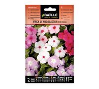 Batlle PERVENCHE DE Madagascar