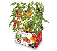 Batlle Vergers Haut de Gamme - Tomates Cerises mélangées, Divers