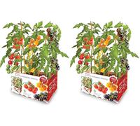 Batlle Vergers Haut de Gamme - Tomates Cerises mélangées, Divers (Lot de 2)