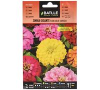 Batlle Zinnia GEANT Fleur DE Dahlia