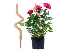 Bâton de mousse pour - Bâtons de noix de coco - Bâton d'escalade pliable et réutilisable - Cadre de vigne pour , lianes grimpantes, jardin, cour