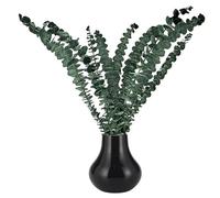 Bâtons d'eucalyptus séchés de longue durée pour décoration de salle de bain Eucalyptus faisceau de douche grandes branches d'eucalyptus pour vases Feuilles d'eucalyptus thérapeutique pour eucalyptus