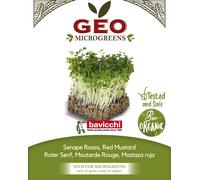 Bavicchi Graines pour Microgreens Bio « Moutarde Rouge » - 200 g