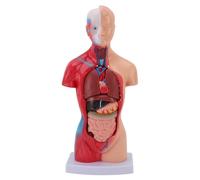 Baxnore Kit d'étude interactif de physiologie, modèle d'anatomie du Corps Humain, 15 pièces, avec Organes détachables, pour étudiants apprenant Le matériau PVC, Hauteur 28 cm, éduc