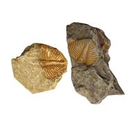 BAZEITFLOW 2 pièces Spécimens Fossiles Trilobite Décor Éducatif pour Enseignement Paléontologie Modèle Scientifique pour Collection et Archéologie Ornement Naturel pour Étudiants