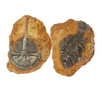 BAZEITFLOW 2pièces Terrarium Décoratif Résine Simulant des Fossiles De Trilobites pour Reptiles Gecko Et Aménagement Paysager