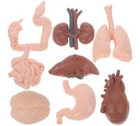 BAZEITFLOW 8 pièces Modèle Anatomique Organes du Corps Simulation Réaliste Cerveau Cœur Intestin Rein Outil Pédagogique pour Étudiants et Professionnels Éducatif et Compact pour
