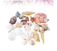 BAZEITFLOW Coquillages Marins Naturels Décoratifs pour Aquarium Décoration Paysagère Unique pour Bassin et Art DIY