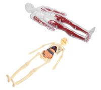 BAZEITFLOW Modèle Anatomique avec Exploration Pratique pour Garçon et Filles en Ps et Pvc, Stimulateur de Curiosité pour Salle de t École