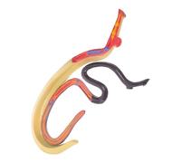 BAZEITFLOW Modèle Anatomique de Schistosome Hermaphrodite Détachable, Modèle Animal Pédagogique pour Classe de Biologie, Éducatif Scientifique pour Enseignement et Recherche, Taille Moyenne,