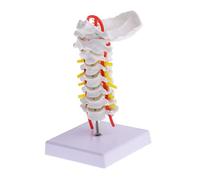 BAZEITFLOW Modèle Cervicale avec Carotide Maquette Rachis pour Enseignement Outil Pédagogique Anatomique avec Support pour Étudiants et