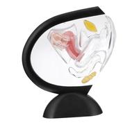 BAZEITFLOW Modèle Utérus Transparent PVC Solide Structure Visible Paroi Utérine pour Éducation Médicale et Recherche Outil Pédagogique Féminine