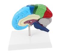 BAZEITFLOW Réaliste pour Scientifique Éducation Médicale Étiqueté Détail et Facile à Nettoyer