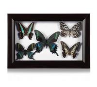 BCOATH Cadre Bois pour Insecte Spécimen Présentoir Mural Créatif Décoration Murale Artisanale Encadrement Transparent pour Collection et Décoration Maison