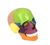 BEAGHTY Modèle de crâne ostéopathique médical Anatomique Adulte Modèle Amovible Crâne Humain avec marquages colorés Ce crâne coloré en Plastique Grandeur Nature se démont