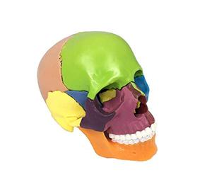 BEAGHTY Modèle de crâne ostéopathique médical Anatomique Adulte Modèle Amovible Crâne Humain avec marquages colorés Ce crâne coloré en Plastique Grandeur Nature se démont