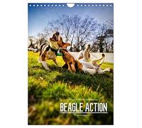 Beagle Action - Des peluches sauvages, Version française (Calendrier mural 2026 DIN A4 portrait), Calendrier CALVENDO mensuel