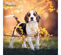 Beagle Calendrier traditionnel 2026