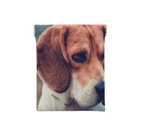 Beagle Chiot Chiens Animaux Beagle, Sac de Rangement pour Femmes, Portefeuille supérieur à Presser, Petit Porte-Monnaie, Pochette de Changement