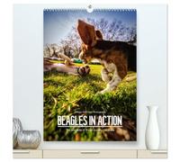 Beagles in action (High Quality Premium Wall Calendar 2026 DIN A2 portrait),CALVENDO 12 Month Wall Calendar: The wild side of these cuddly creatures