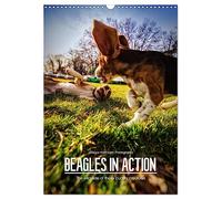 Beagles in action (Wall Calendar 2026 DIN A3 portrait), CALVENDO 12 Month Wall Calendar: The wild side of these cuddly creatures