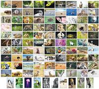 Bear and Bee Lot de 100 cartes postales d'animaux avec 100 motifs différents - Cartes postales d'animaux (100 cartes photo)