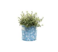 Beatrix Potter - Bleu 9 litres