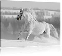 Beau cheval blanc dans la neige prairie noir / blanc Taille: 120x80 sur toile, XXL énormes Photos complètement encadrées avec civière, impression d'art sur murale avec cadre, moins cher que la peinture ou la peinture à l'huile, pas une affiche ou une bannière,