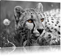 beau guépard dans l'herbe noir / blanc Taille: 120x80 sur toile, énorme XXL Photos complètement encadrée avec civière, art impression sur murale avec cadre, moins cher que la peinture ou la peinture à l'huile, aucune affiche ou un poster