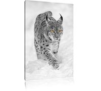 beau lynx dans la neige noir / blanc sur toile, énorme XXL photos complètement encadrée avec civière, impression d'art sur ??la photo murale avec cadre, moins cher que la peinture ou une peinture à l'huile, pas une affiche ou une bannière